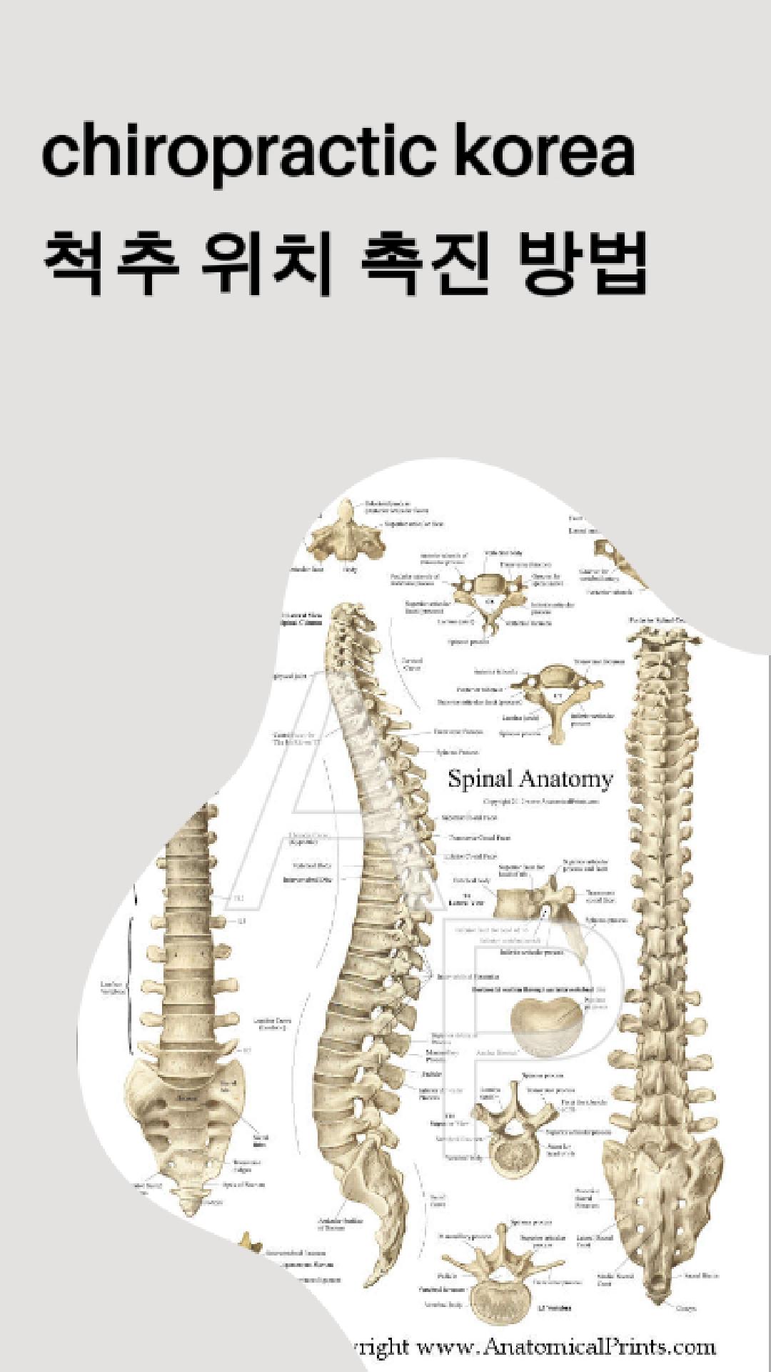 /user/c/chiropractickorea/editor/2412/6cda8e47d04319219b45cdc6e63d2748_1733704564_7161.jpg 이미지크게보기